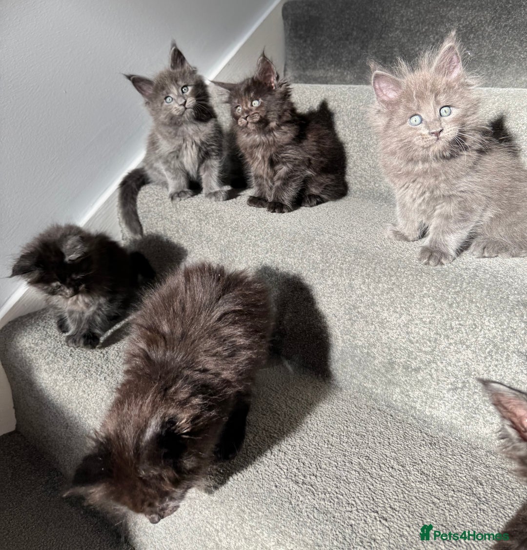 Maine Coon cats for sale: Pedigree Maine Coon Kittens – Blues & Smokes - Advert 24