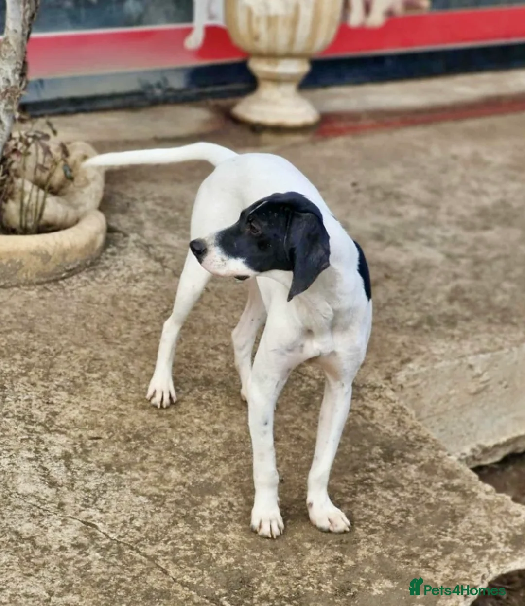 Pointer dogs for adoption: Oliver.From Broken to Brave.Ready for Forever Home - Advert 7