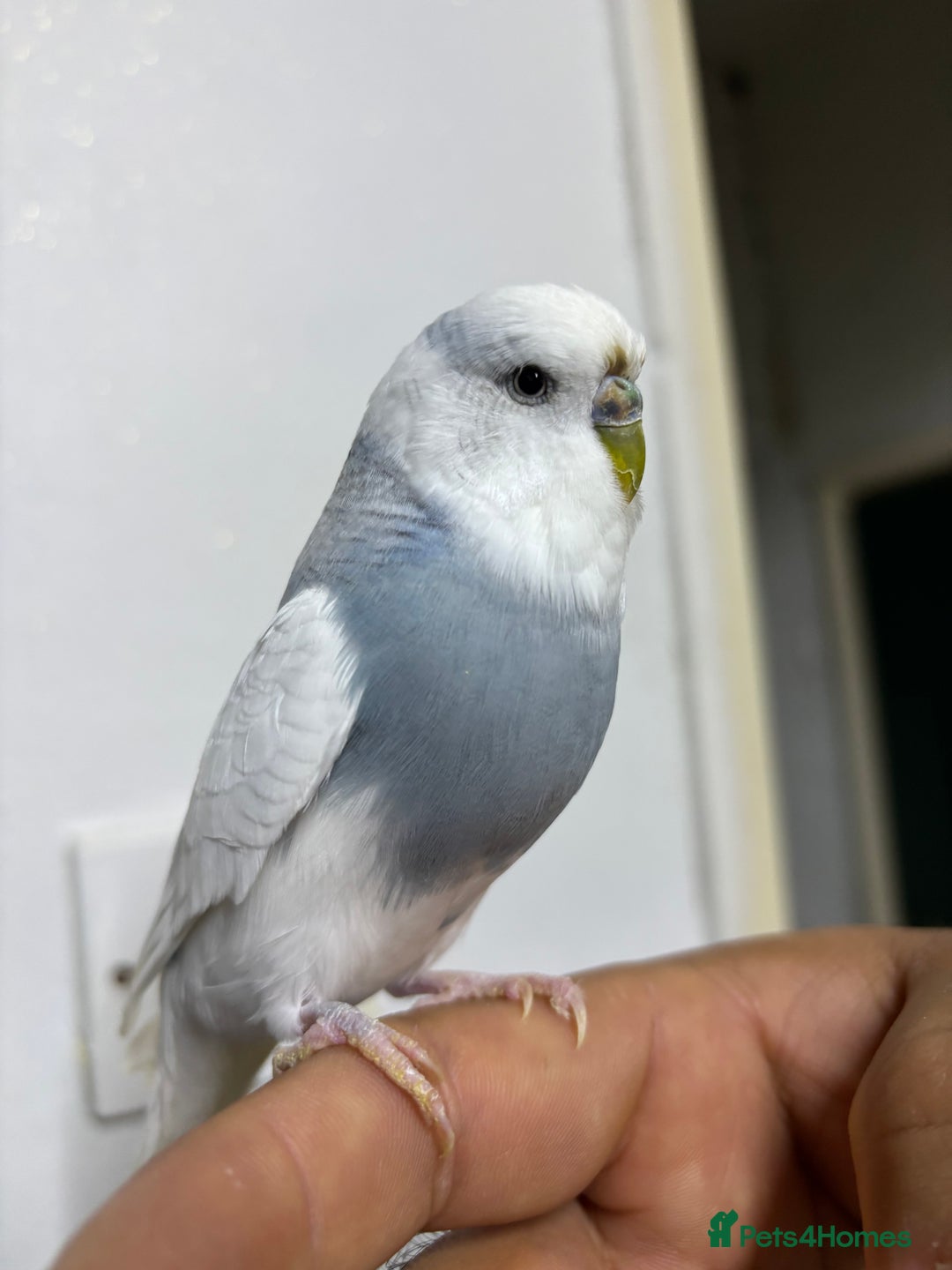 Budgerigars birds for sale: Budgies and cockatiel for sale - Advert 5