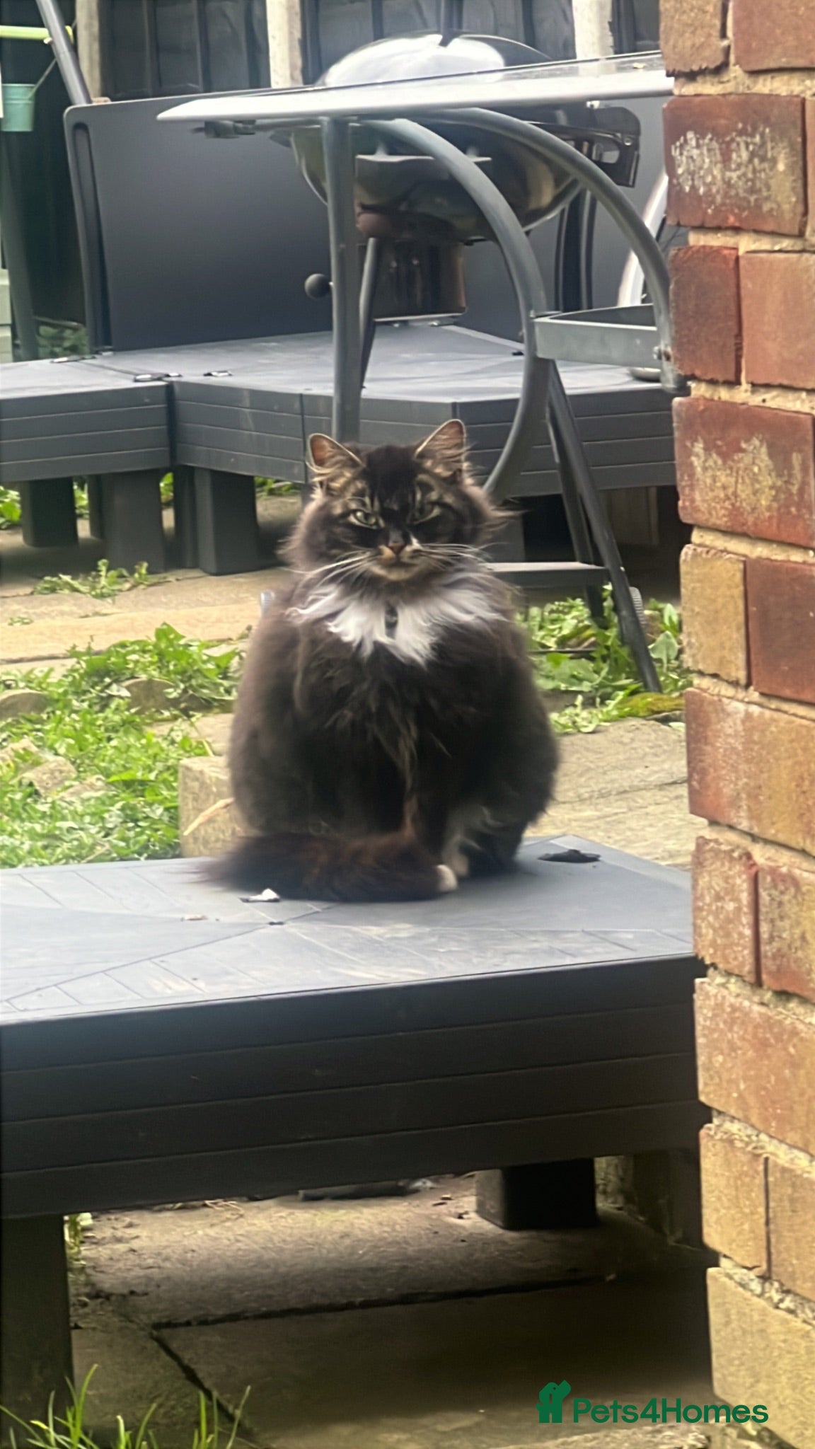 Mixed Breed cats 3 gorgeous kittens looking to be loved  - Advert 1