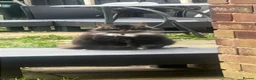 Mixed Breed cats for sale: 3 gorgeous kittens looking to be loved  - Advert 1