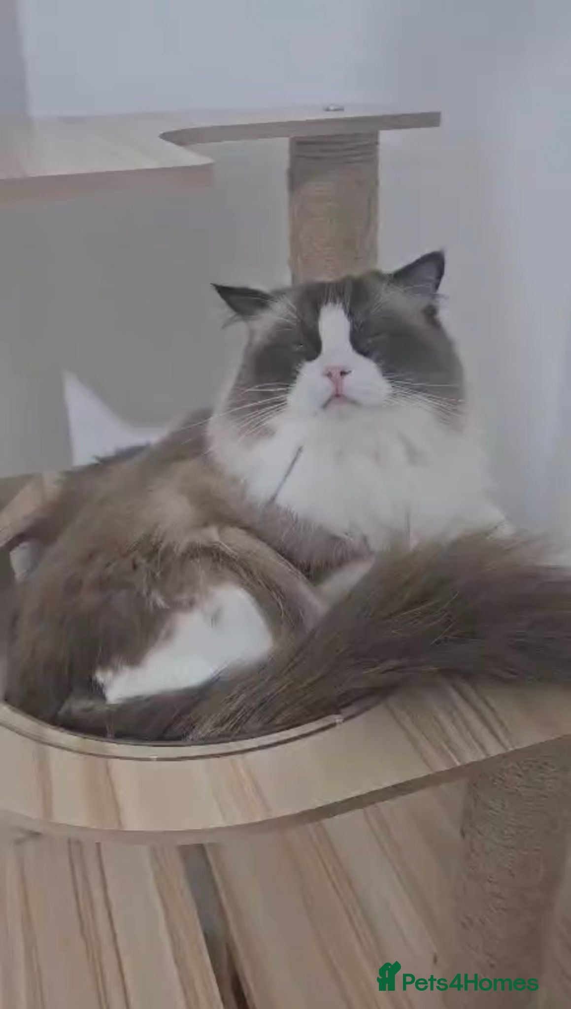Ragdoll cats 🏆 Exceptional GCCF Seal Point & White Bi-colour   - Advert 13