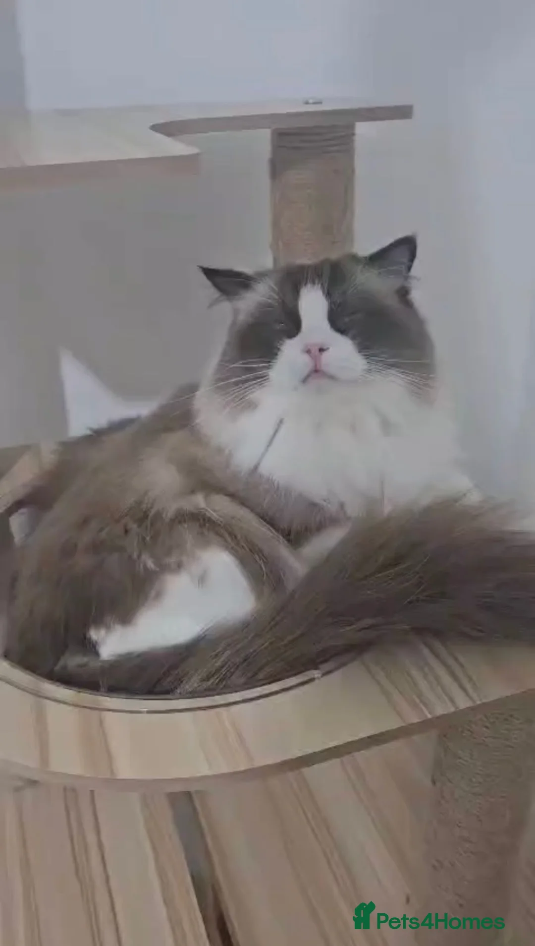 Ragdoll cats for stud: 🏆 Exceptional GCCF Seal Point & White Bi-colour   - Advert 1