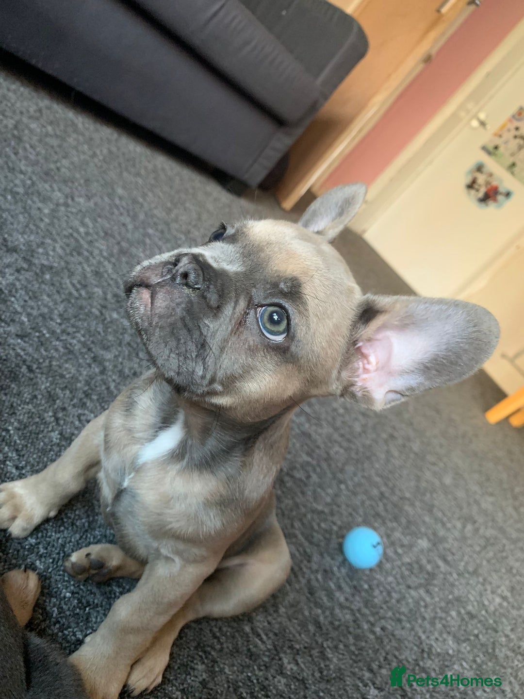 Pug dogs for stud: KC Reg Proven French Bulldog Lilac & Tan For Stud in Colchester - Image 19