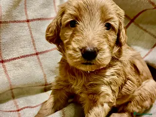 Labradoodle dogs 💖Adorable Miniature labradoodle Puppies 💕 - Advert 11