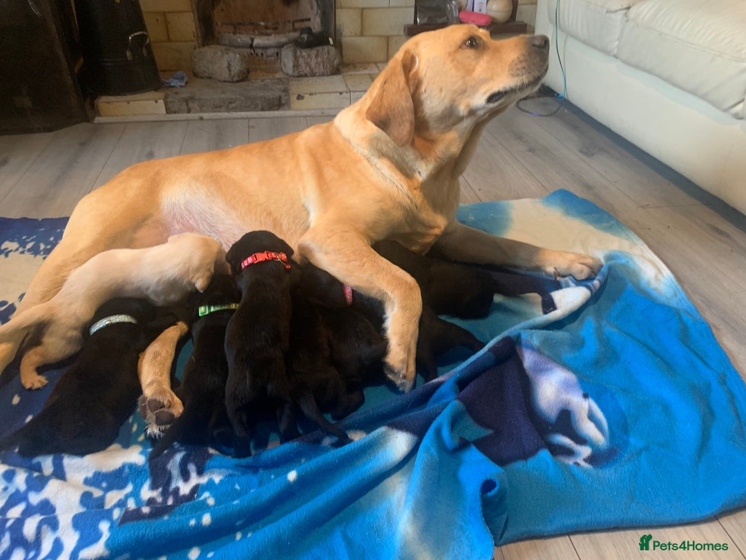 Labrador Retriever dogs for sale: Labrador puppies for sale - Advert 3
