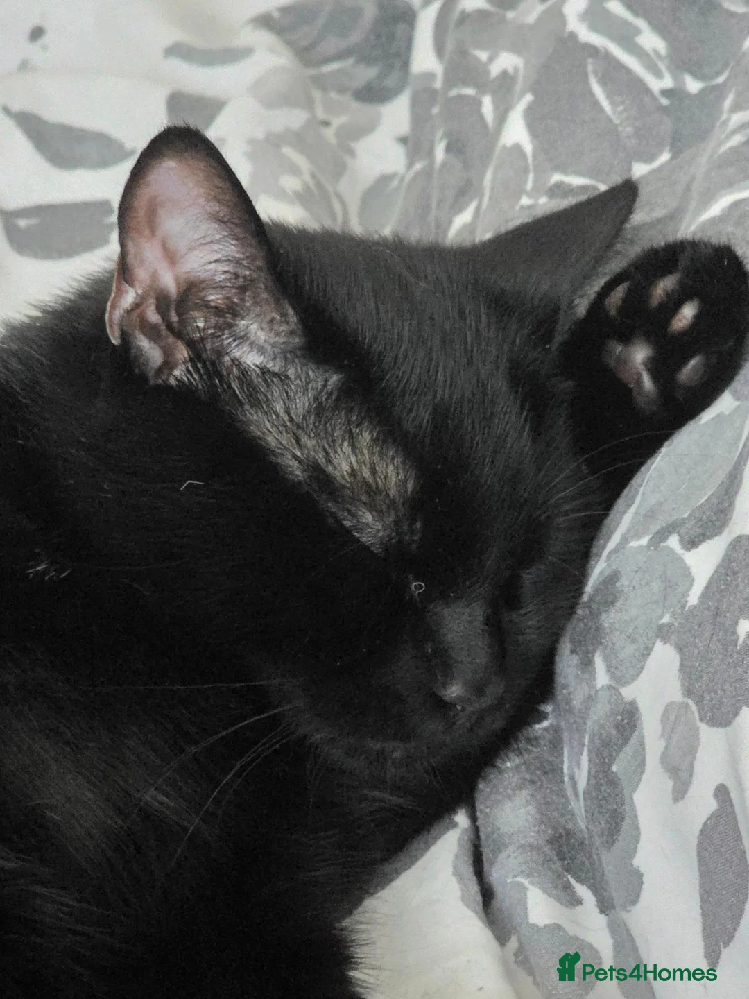 Mixed Breed cats for sale: Adorable & Healthy Mixed Breed Cat in Mansfield - Advert 2