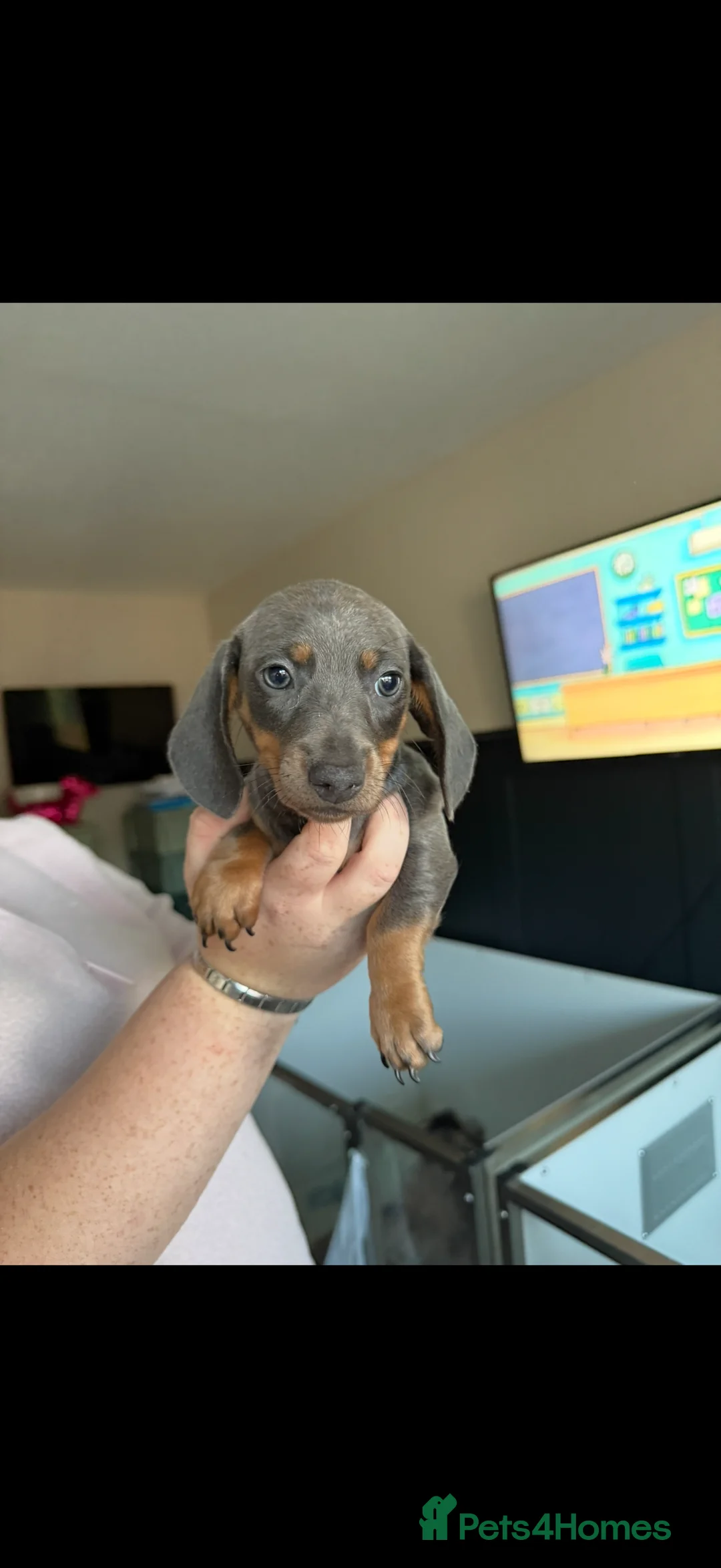 Miniature Dachshund dogs for sale: 🐾🤎✨ Miniature Dachshunds puppies ✨🤎🐾  - Advert 2