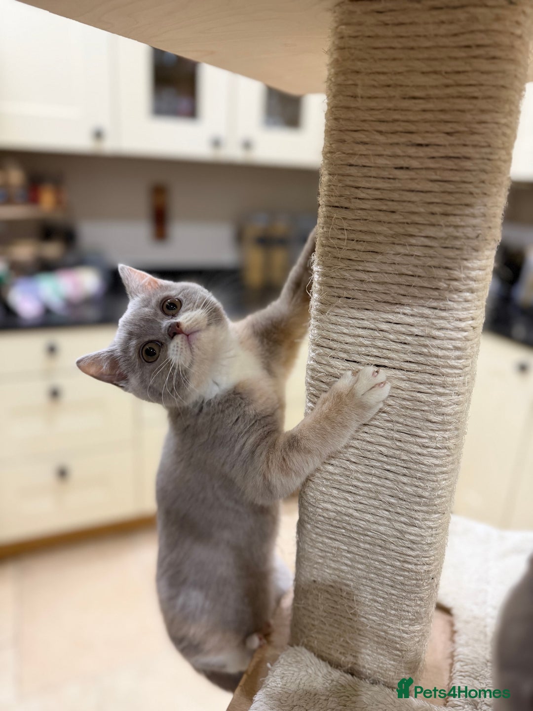 British Shorthair cats for sale: 😽Full Pedigree Registered BSH🌷Trusted Breeder - Advert 22