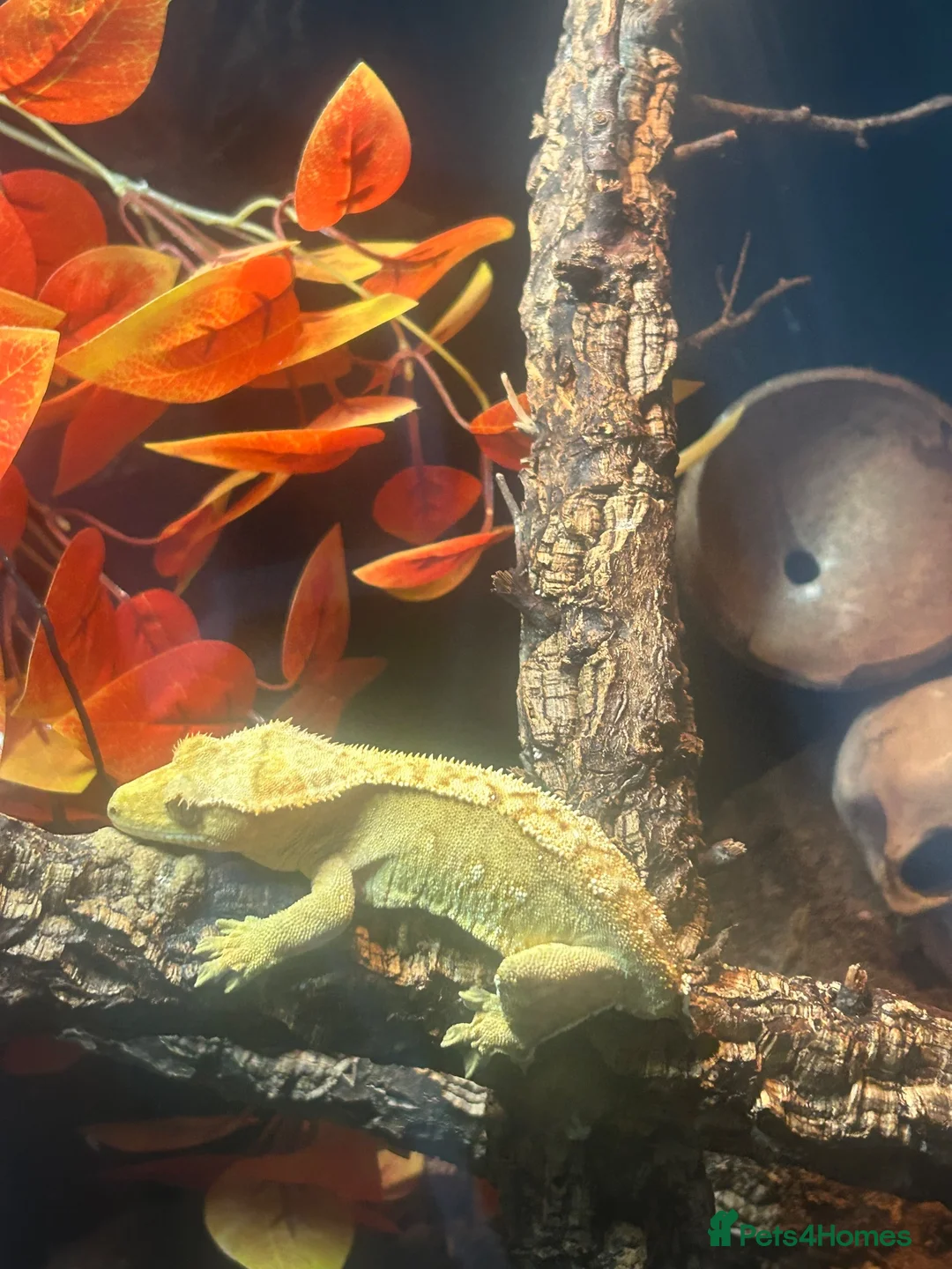 Gecko reptiles for sale: Crested geko  - Advert 2