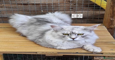 Maine Coon cats - Advert 5