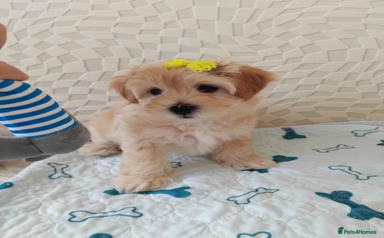 Maltipoo dogs - Advert 7