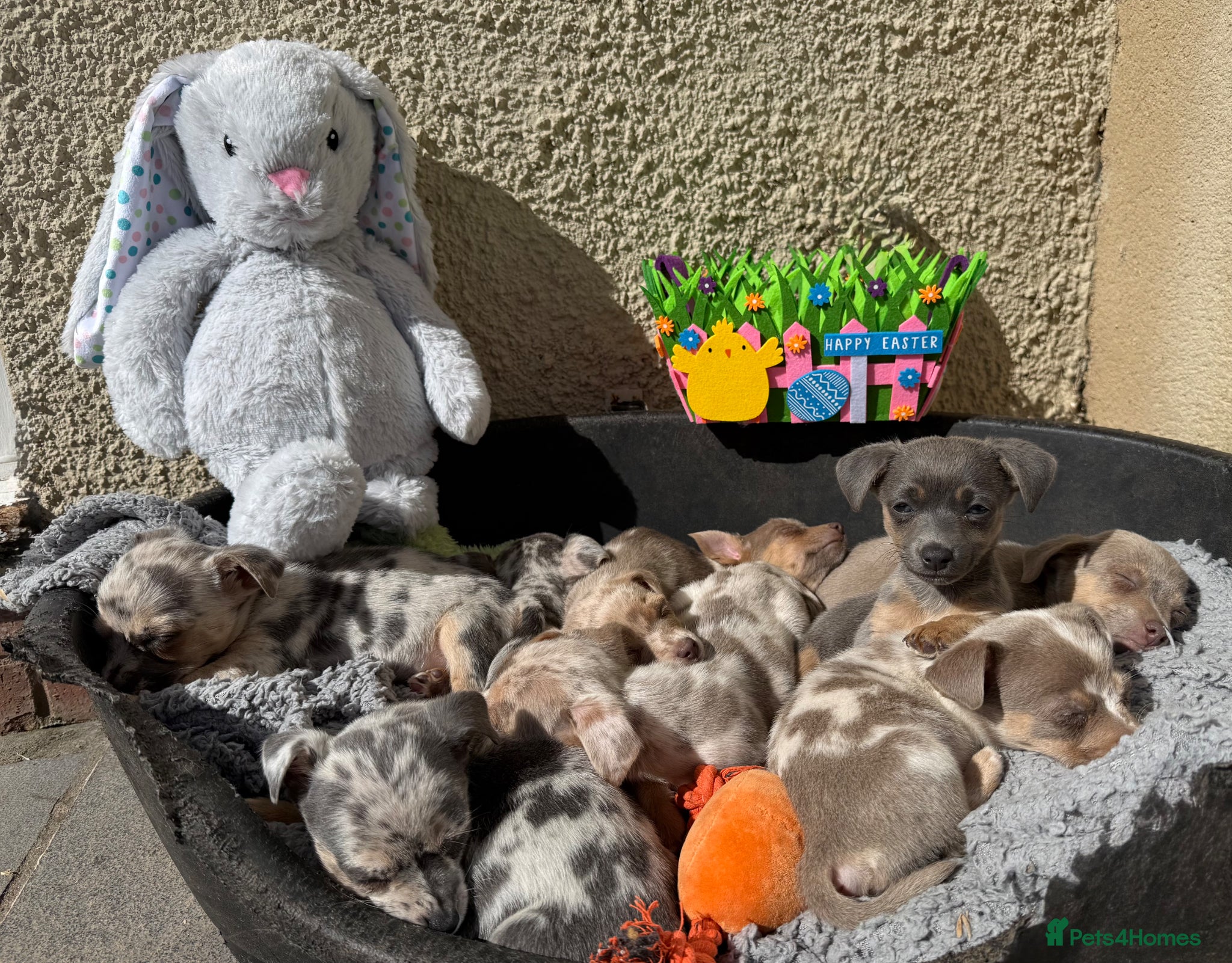 Jack Russell dogs Merle, blue and lilac Jack Russell pups  - Advert 1