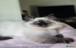Ragdoll cats for sale: 6 Perfect Affectionate, Ready2Go Pedigree Kittens! - Advert 14