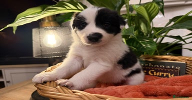 Border Collie dogs - Advert 6