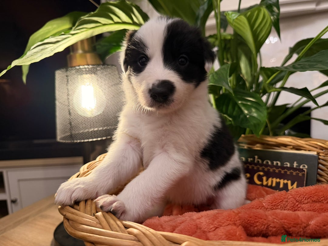 Border Collie dogs for sale: Pure Breed Boarder Collie Pups - Image 2