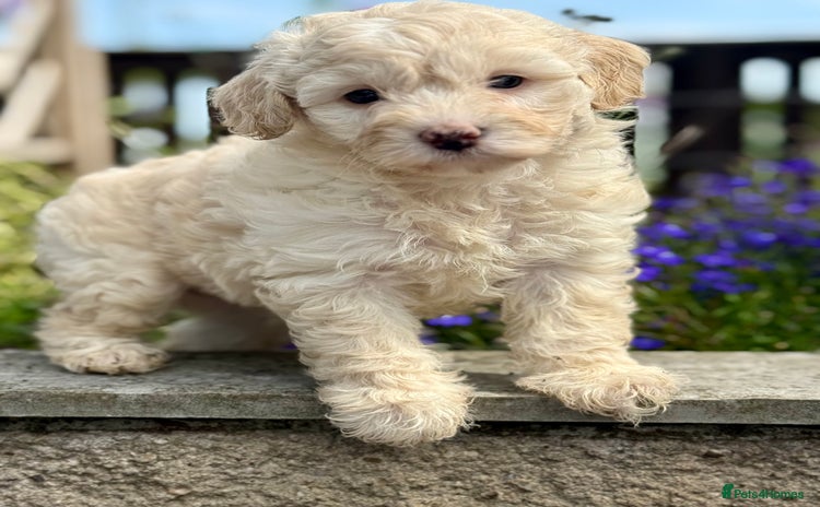 Cavapoo dogs - Advert 1