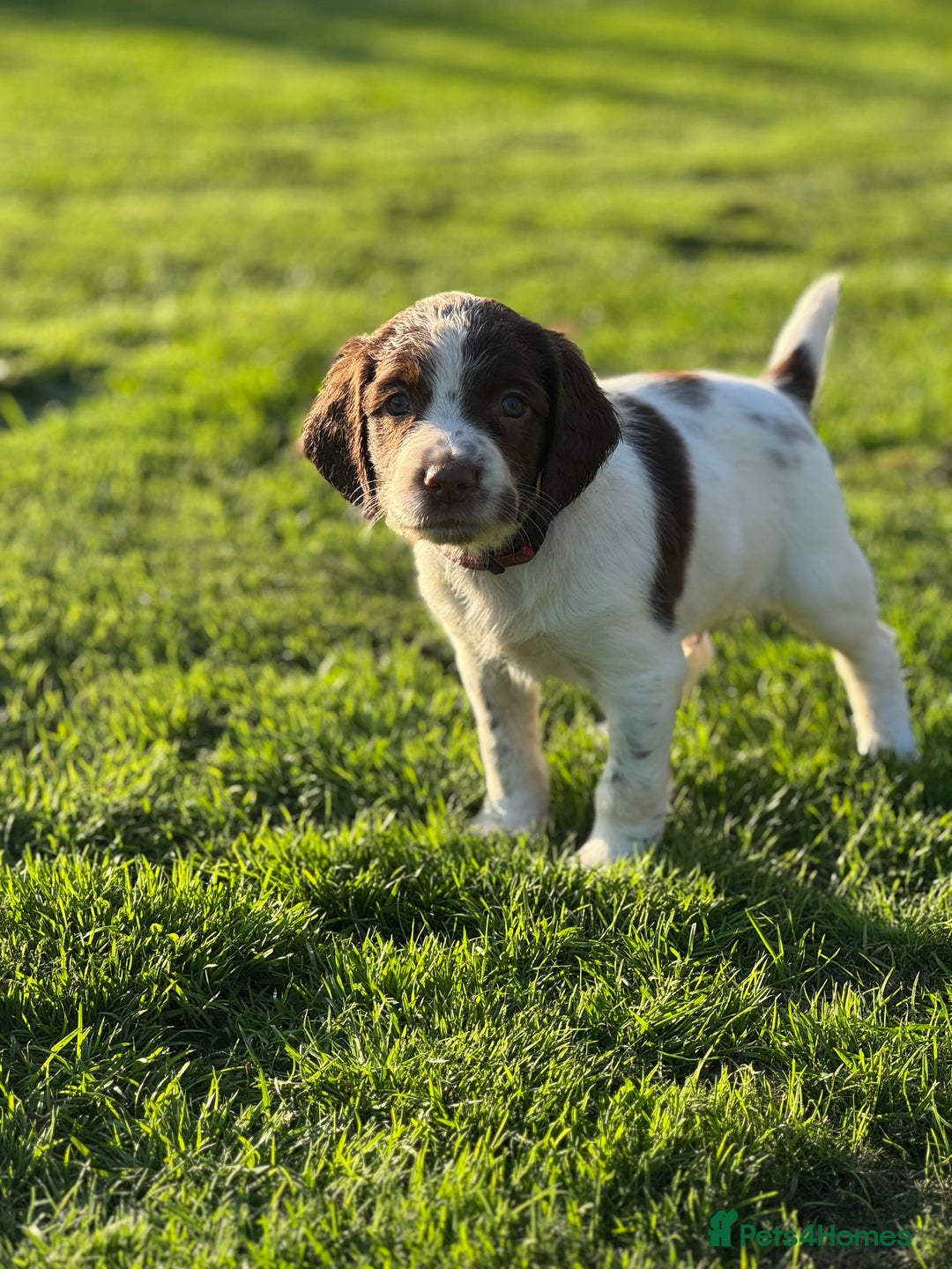 English Springer Spaniel dogs for sale: KC Registered Working Springer Spaniels  - Image 25