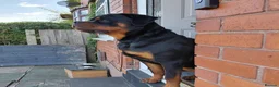 Rottweiler dogs for sale: STUNNING KC REGISTERED PUPPIES  - Advert 2