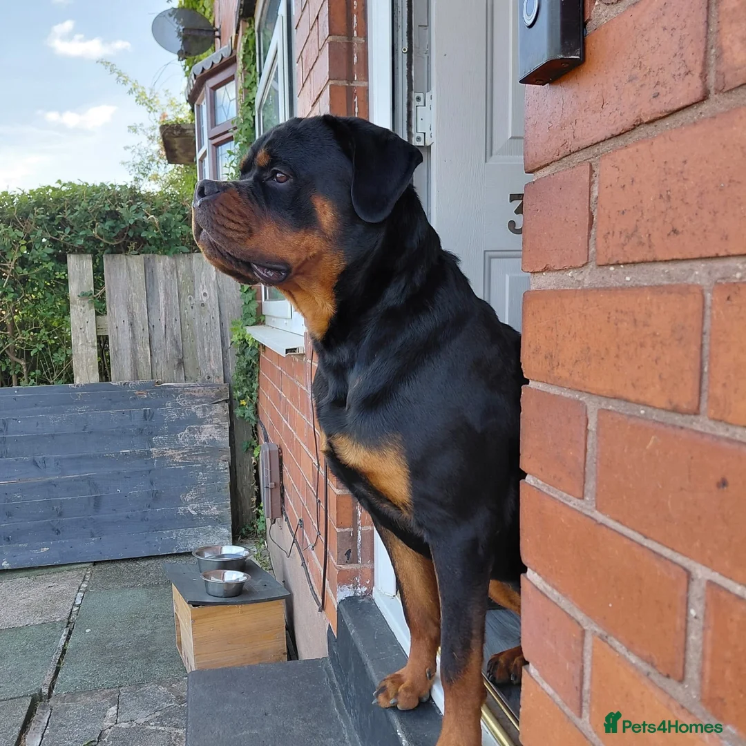 Rottweiler dogs for sale: STUNNING KC REGISTERED PUPPIES  - Advert 2