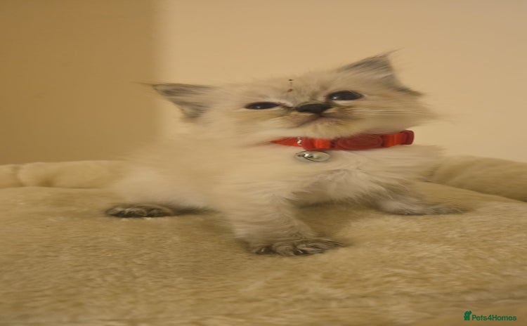 Ragdoll cats - Advert 2