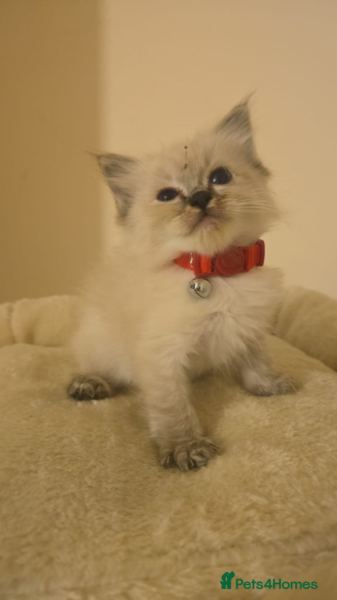 Ragdoll cats for sale: amazing Ragdoll kitten for sale - Image 1