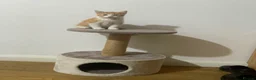 Mixed Breed cats for sale: Ginger Cat - Advert 2