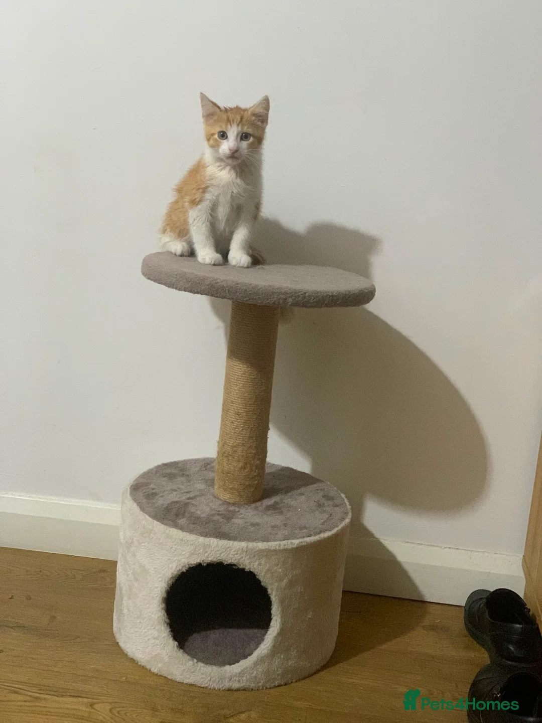 Mixed Breed cats for sale: Ginger Cat - Advert 2