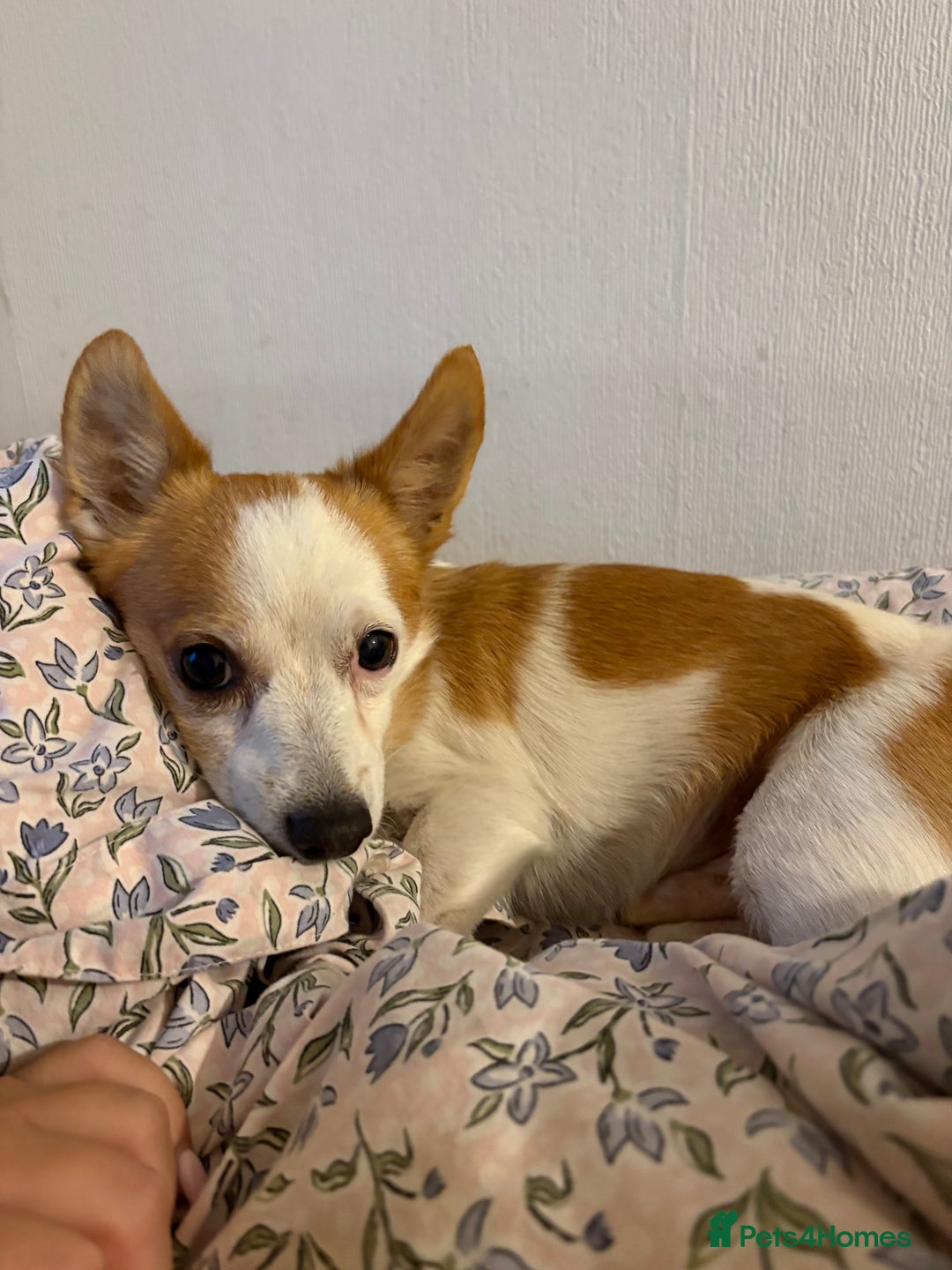 Chihuahua dogs for sale: Dachshund cross chihuahuas Puppys  - Advert 6