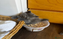 British Shorthair cats for sale: British shorthair boy - Image 3