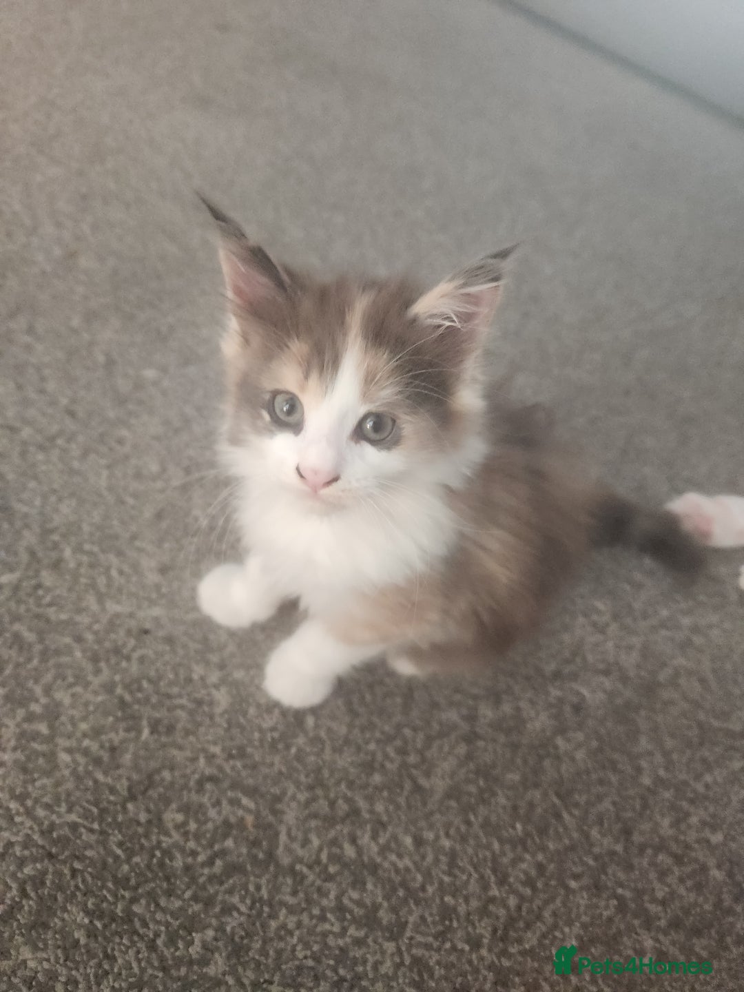 Maine Coon cats for sale: Maine Coon Kittens purebred – READY NOW - Image 36