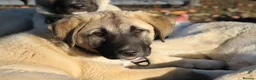 Anatolian Shepherd dogs for sale: Anatolian Shepherd Pups - KC Registered in Carluke - Advert 1