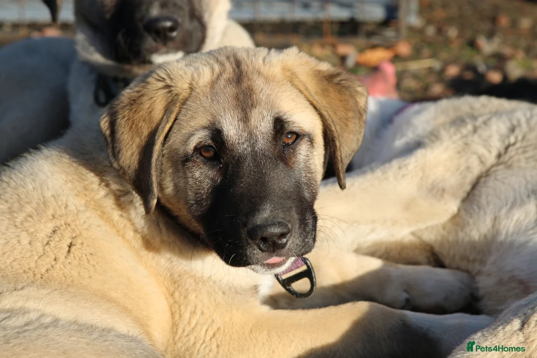 Anatolian Shepherd dogs for sale: Anatolian Shepherd Pups - KC Registered in Carluke - Advert 1