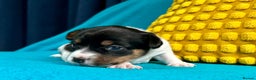 Jack Russell dogs for sale: Quality pure bred  Jack Russel babies  - Advert 28