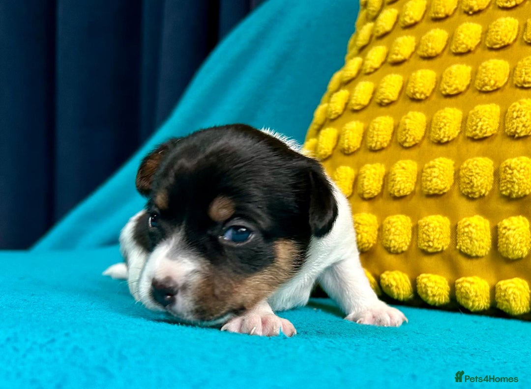 Jack Russell dogs for sale: Quality pure bred  Jack Russel babies  - Advert 28