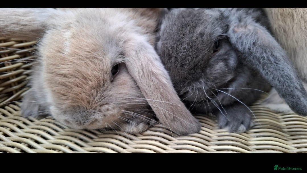 Mini Lop rabbits for sale: Baby mini lops ready to be reserved  - Image 6