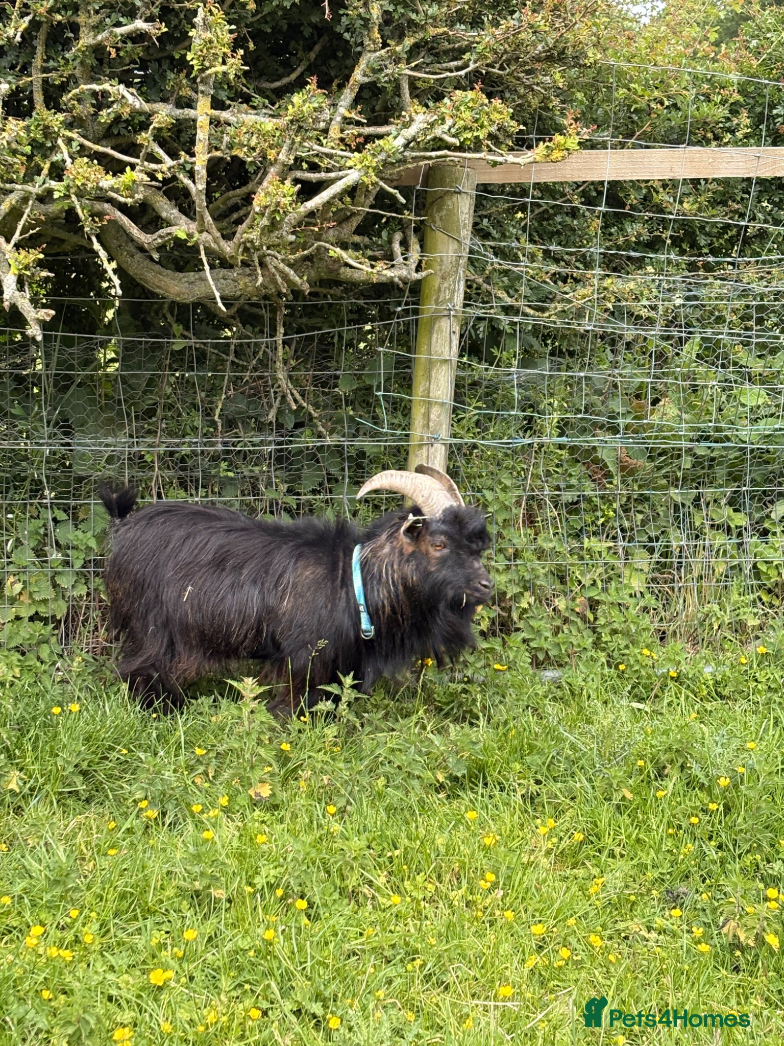 Goats livestock Billy Pygmy extra small  - Advert 2