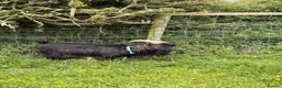 Goats livestock for sale: Billy Pygmy extra small  - Advert 1