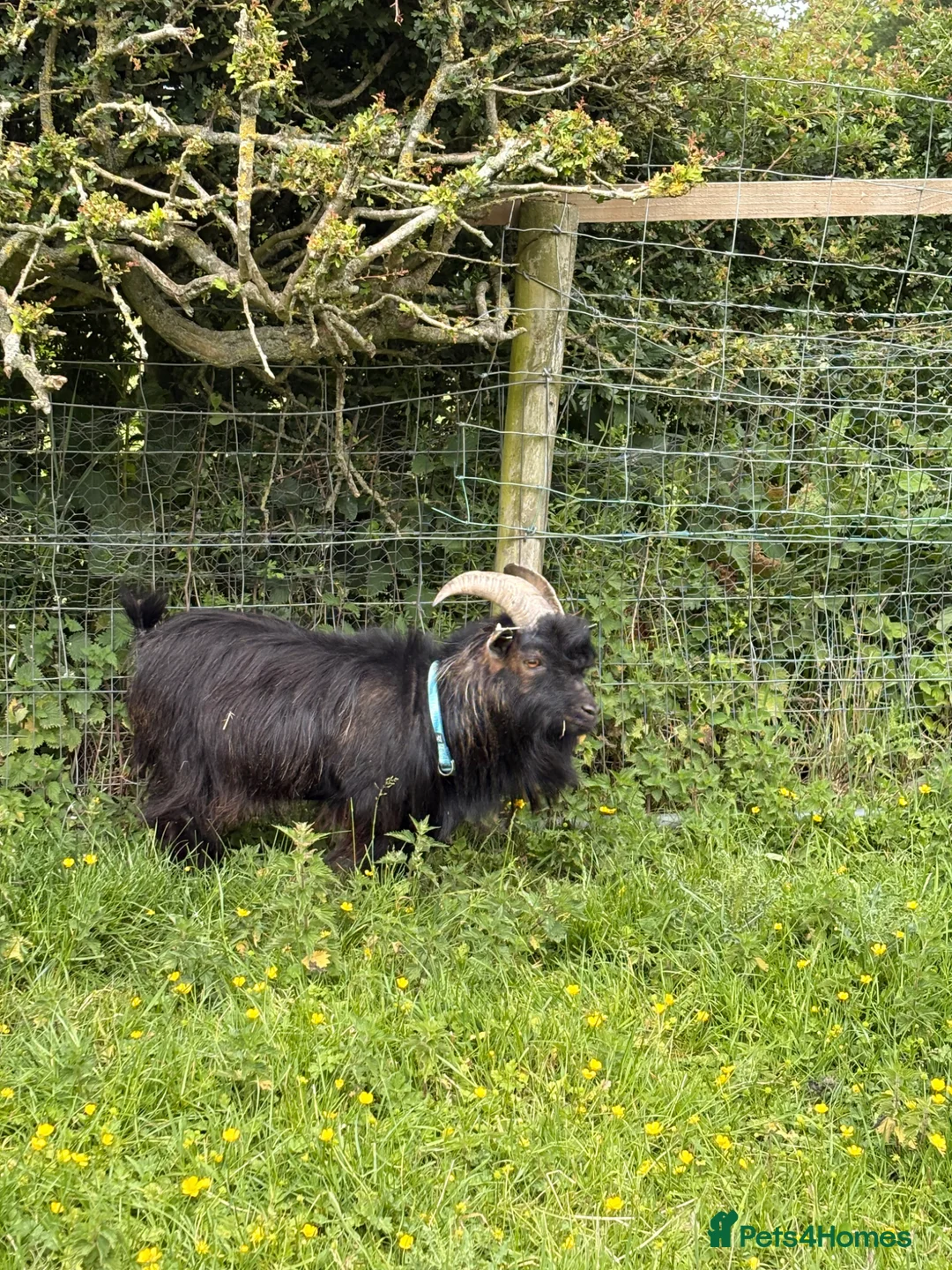 Goats livestock for sale: Billy Pygmy extra small  - Advert 1