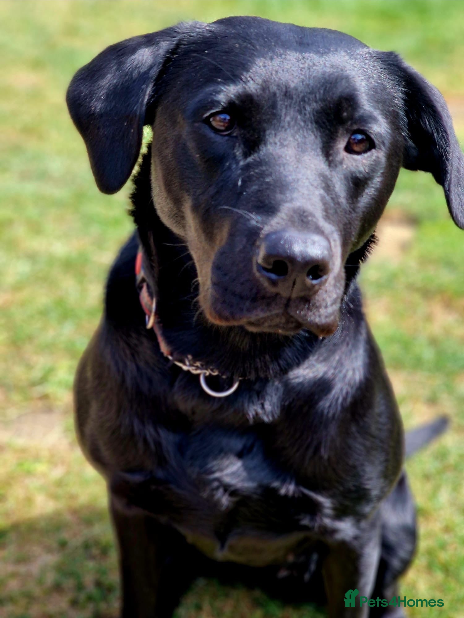 Labrador Retriever dogs Working line KC reg black dog puppies - Advert 1