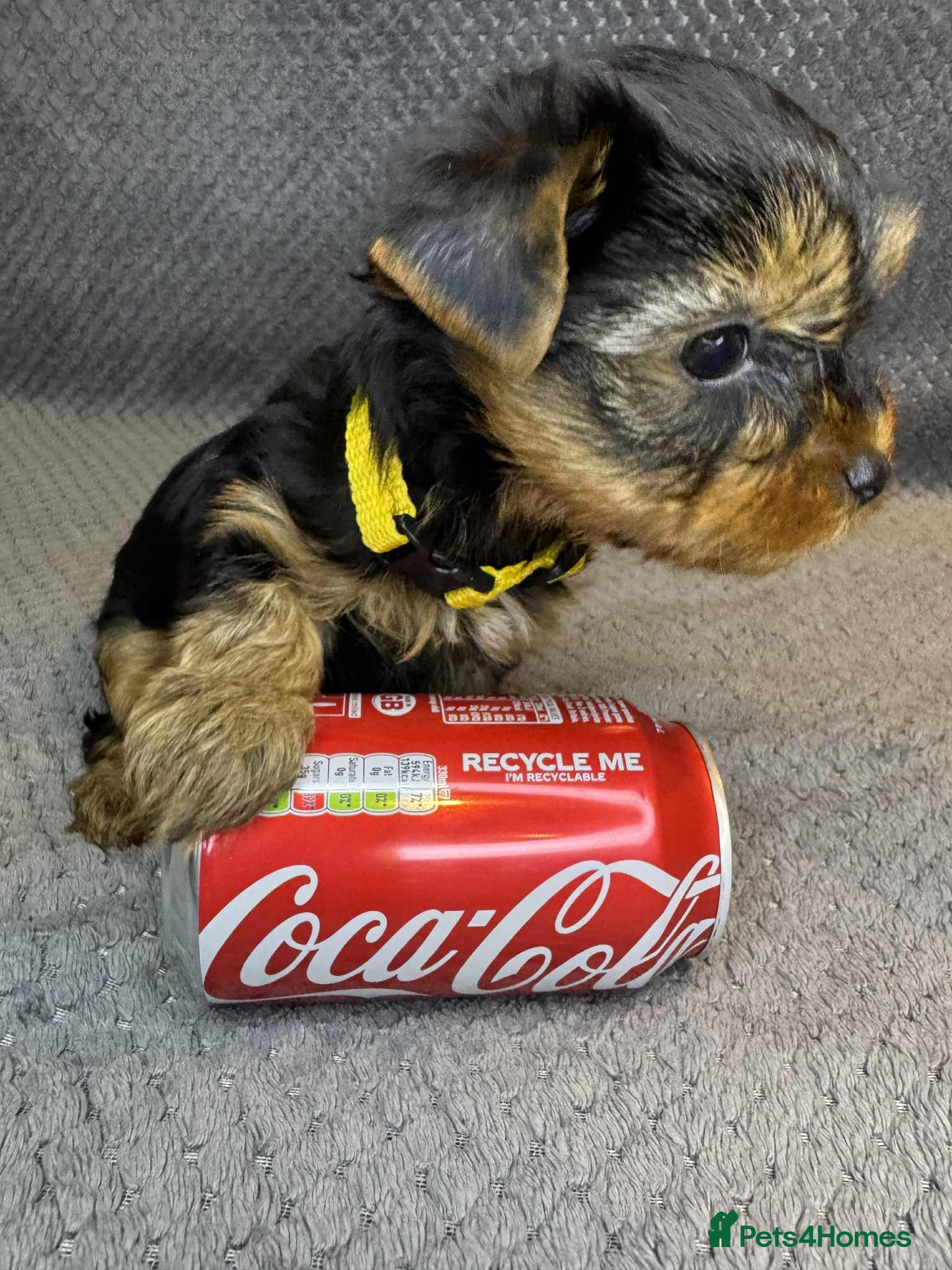 Yorkshire Terrier dogs For sale miniature Yorkshire terrier  - Advert 3
