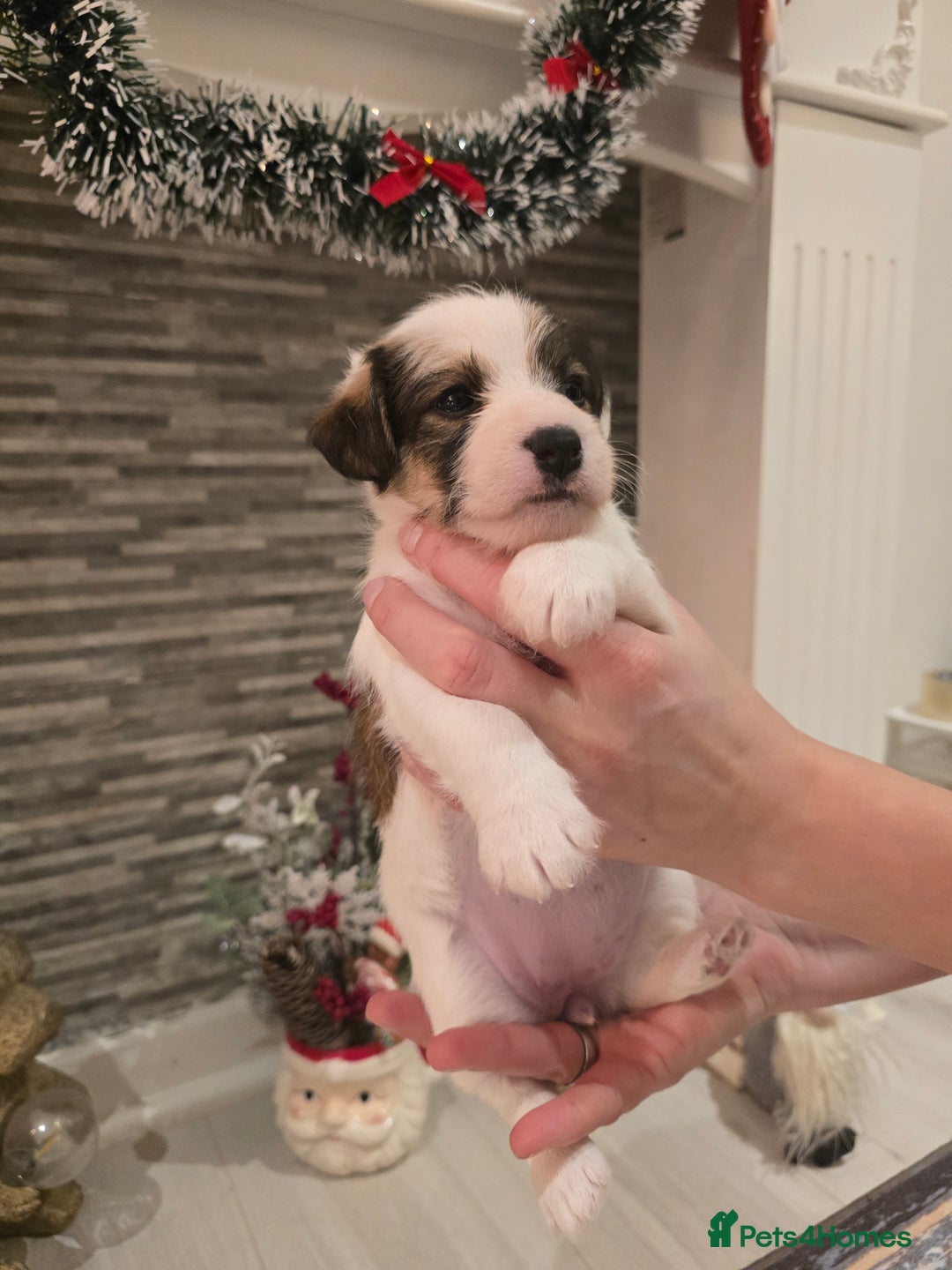 Mixed Breed dogs for sale: Five beautiful Jack Russel puppies for sale - Advert 9