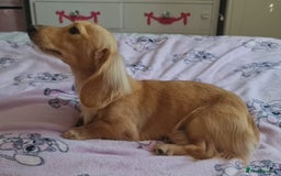 Miniature Dachshund dogs for stud: Beautiful KC Mini Long.H Full Eng. Cream Stud 🤍🐾 - Image 15