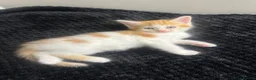 Mixed Breed cats for sale: Mixed breed kittens for sale - Advert 14
