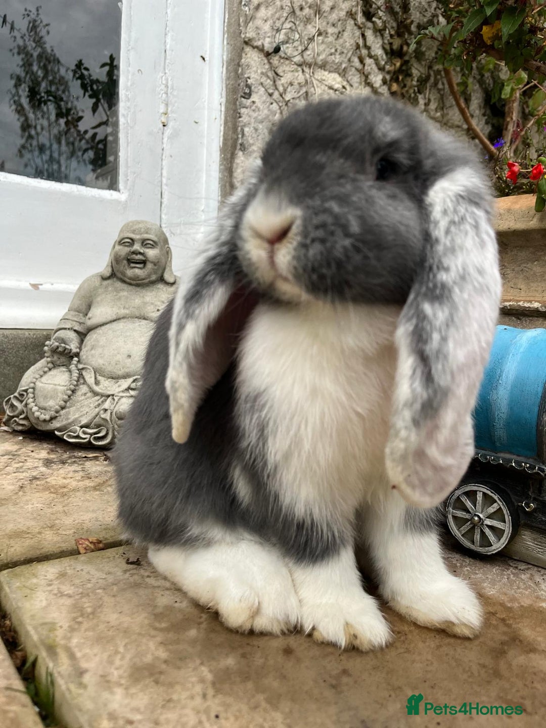 French Lop rabbits for sale: Giant Female French Lop - Advert 1
