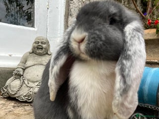 French Lop rabbits Giant Female French Lop - Advert 11