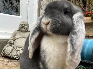 French Lop rabbits Giant Female French Lop - Advert 2