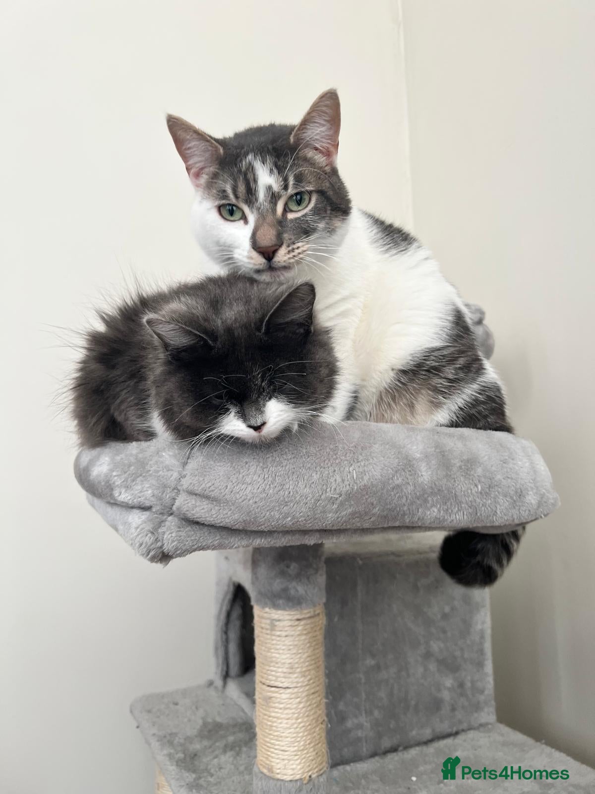 Domestic Shorthair cats 2x cats for rehome together - Advert 4