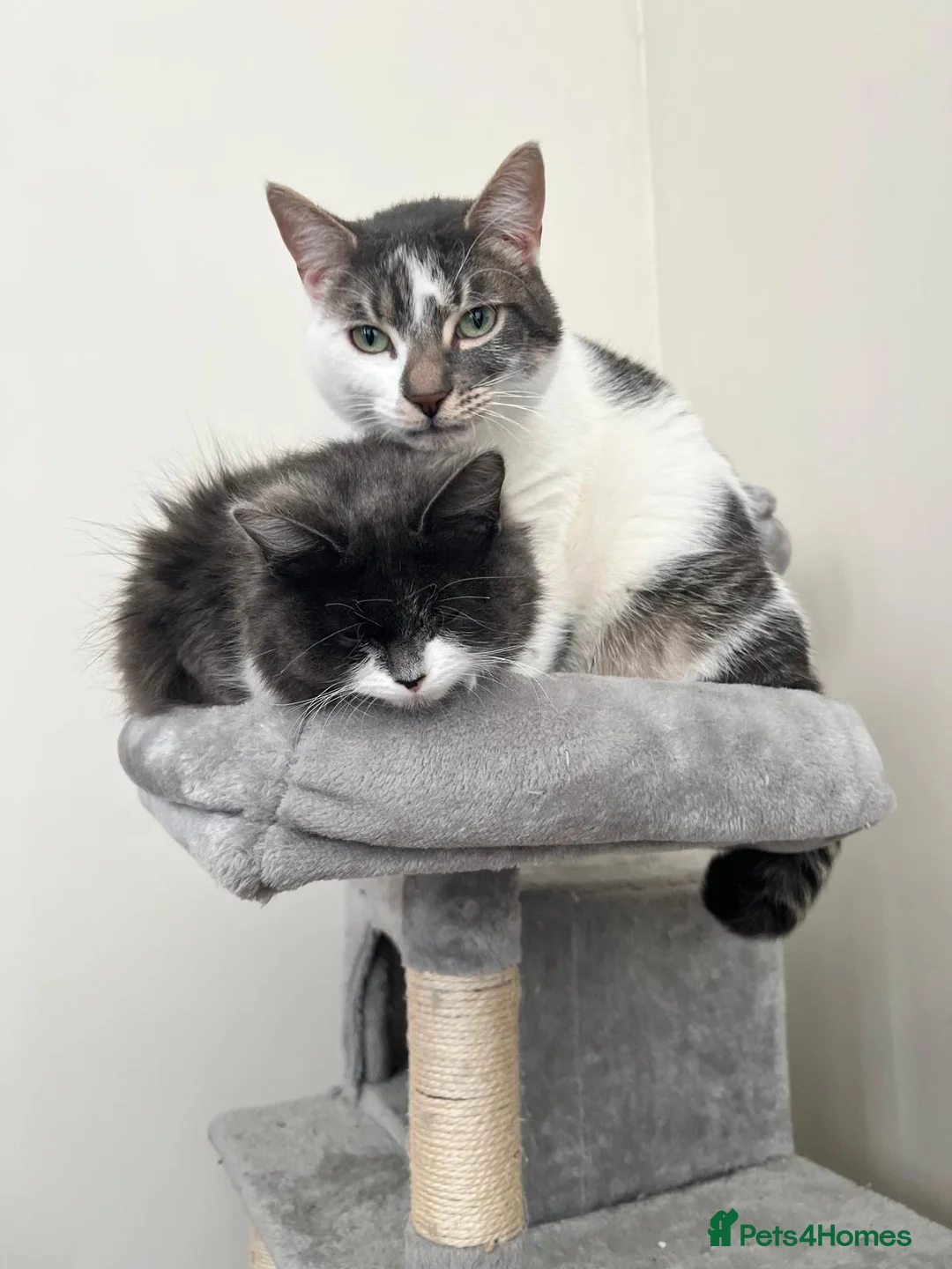Domestic Shorthair cats for sale: 2x cats for rehome together - Advert 1