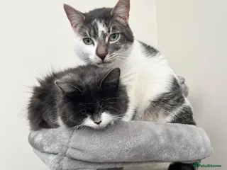 Domestic Shorthair cats 2x cats for rehome together - Advert 4
